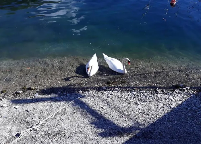 Апартаменты Trilly House Перледо